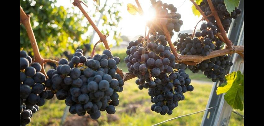 La SCPI LF Les Grands Palais se développe à Hautvillers