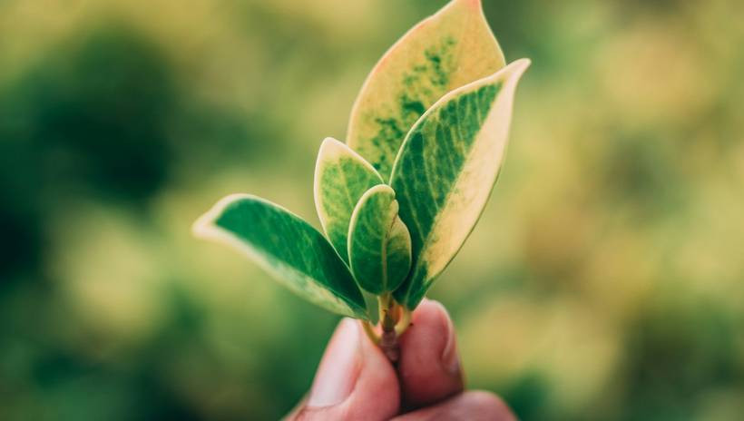 Épargne Pierre Sophia décroche le label ISR