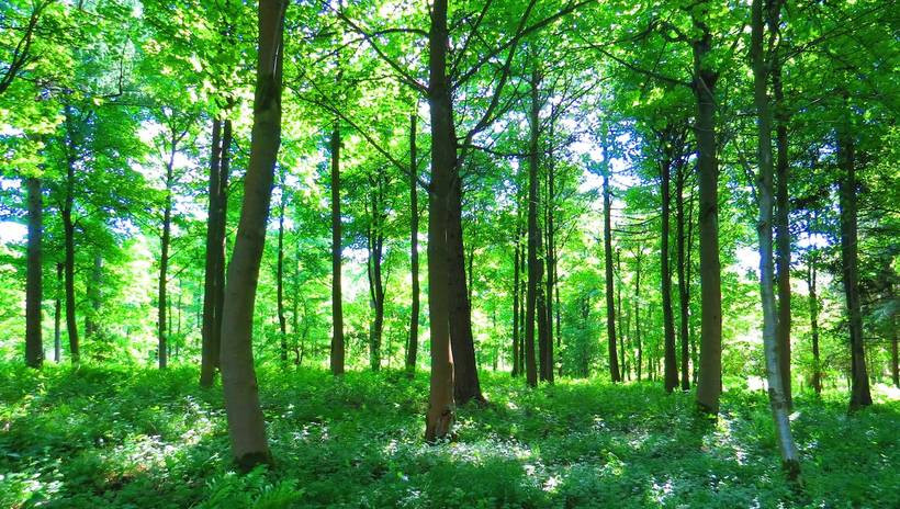 Groupement Forestier : Pourquoi y investir en 2024 ?