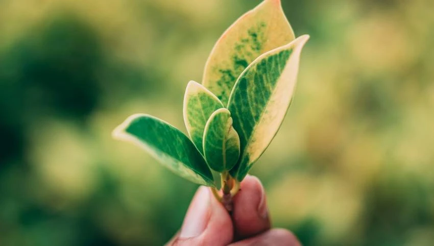 Épargne Pierre Sophia décroche le label ISR