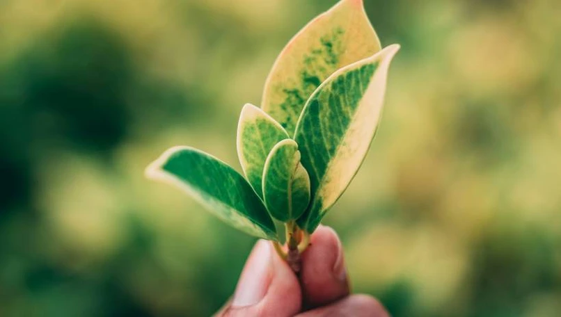 Épargne Pierre Sophia décroche le label ISR