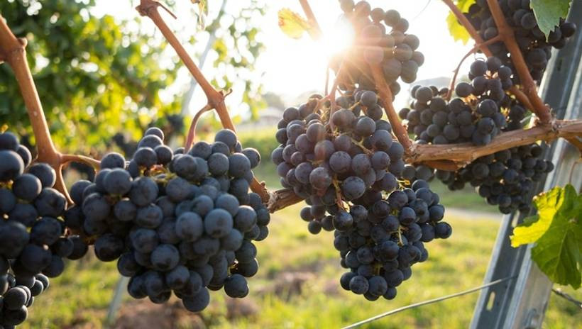 La SCPI LF Les Grands Palais se développe à Hautvillers